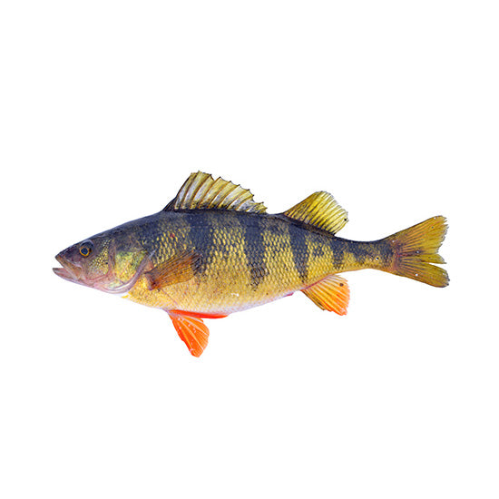 Spring Perch Spring Perch